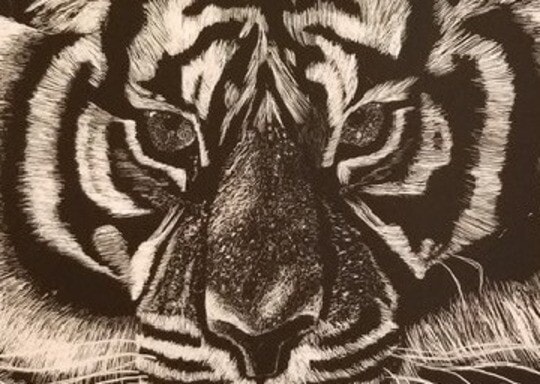 Scratchboard art of a tiger
