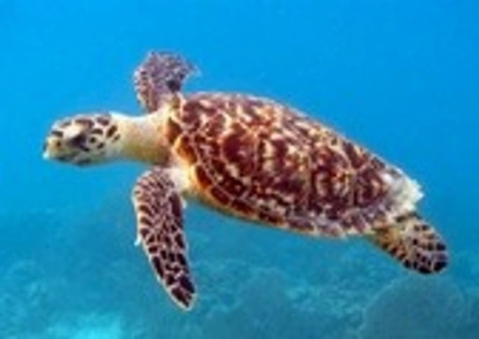 Sea turtle photograph